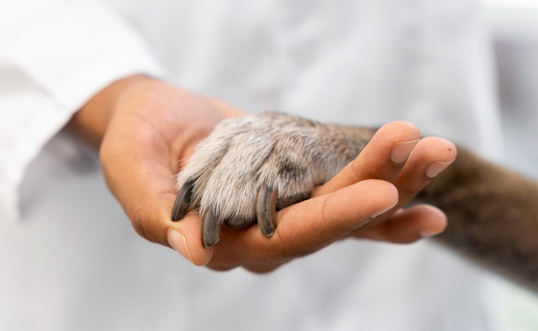 關於琪欣動物醫院