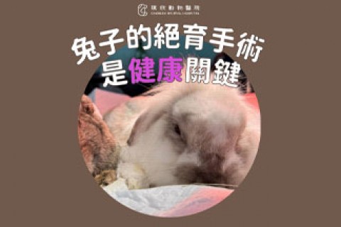 為什麼兔子的絕育手術是健康關鍵？