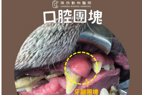 如果在毛孩牙齦或口腔內發現不正常的腫塊，一定要注意！