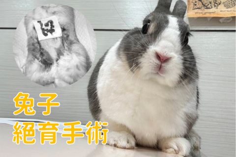【特寵】兔子的絕育手術是健康關鍵
