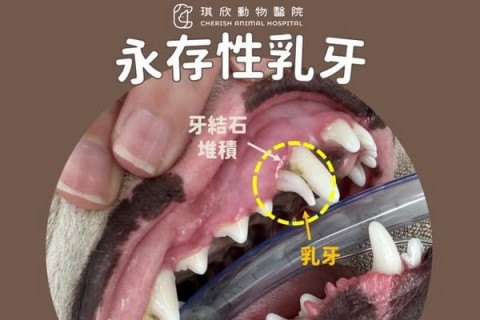 永存性乳牙