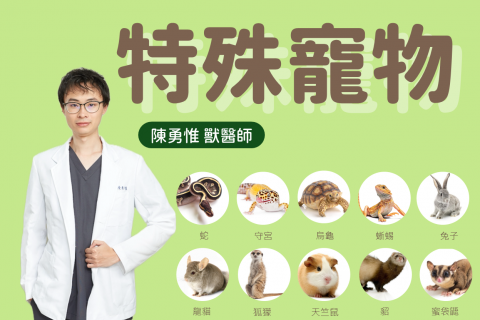 【特殊寵物專科門診-龜山分院】