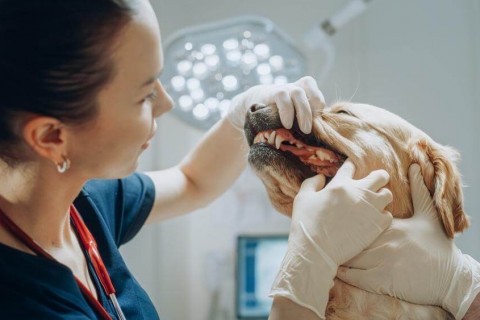 狗狗洗牙全攻略｜費用、流程、後遺症與照護一次看懂