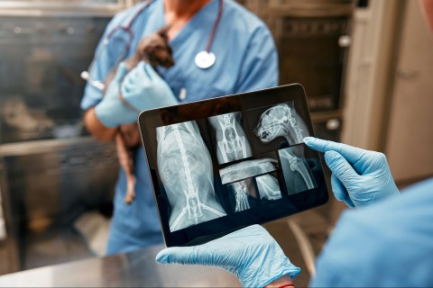 寵物X光費用是多少？價格範圍、影響因素、適用情況一次看